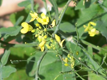 Crucifera in un fosso - Brassica sp.